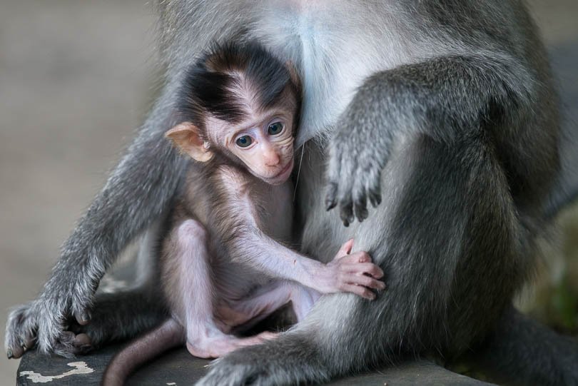 Makaken-Saeugling in Bali, Indonesien, Affenbaby, niedlich