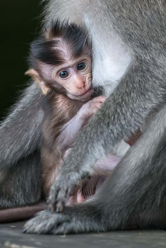 Affenbaby auf Bali, Indonesien