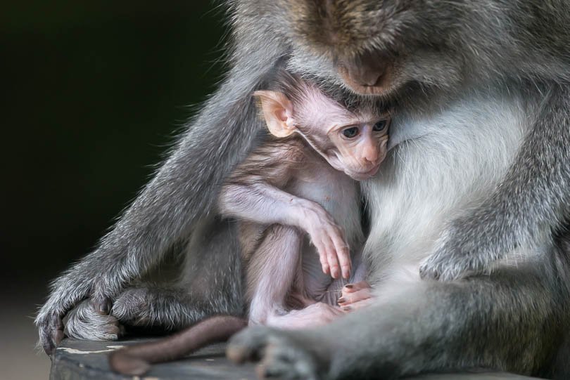 Makaken-Saeugling in Bali, Indonesien, Affenbaby