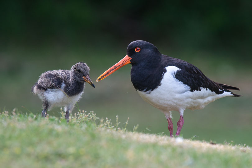 Austernfischer mit Küken (Jungvogel) auf der Insel Föhr, Nordsee