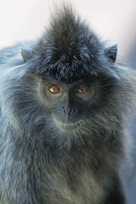 Langur auf Borneo, Malaysia, Affe