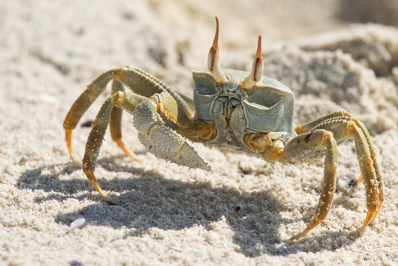 Geisterkrabbe an einem Strand der Seychellen