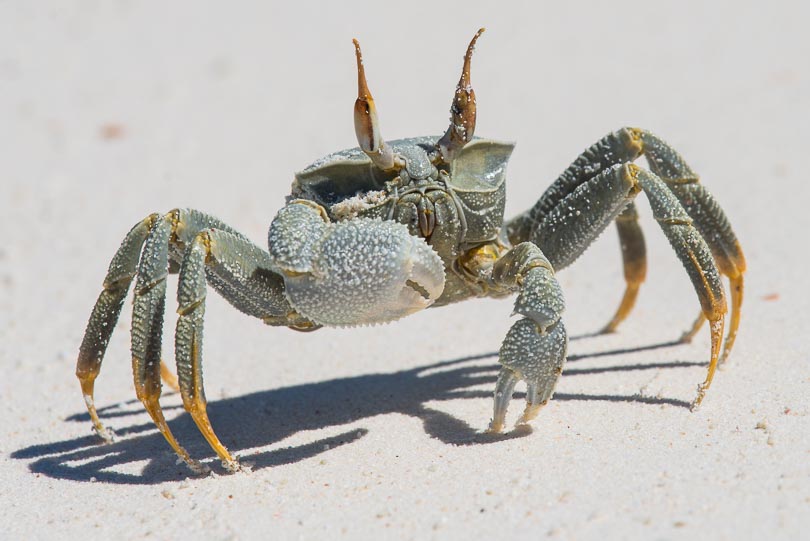 Geisterkrabbe an einem Strand der Seychellen