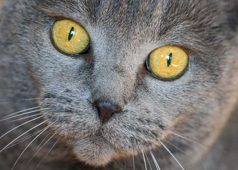 Kartäuser - Hauskatze in Bielefeld