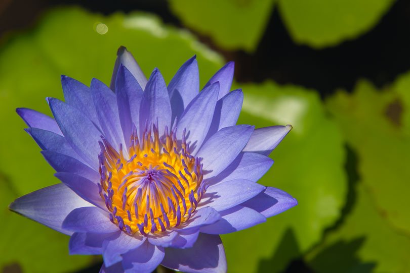 Sri Lanka, Colombo, Seerose