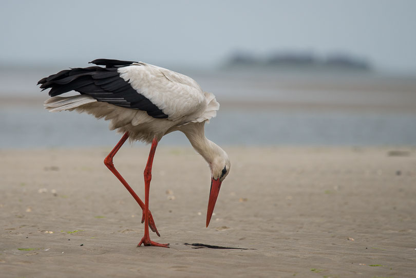 Weißstorch im Wattenmeer vor der Nordsee-Insel Föhr