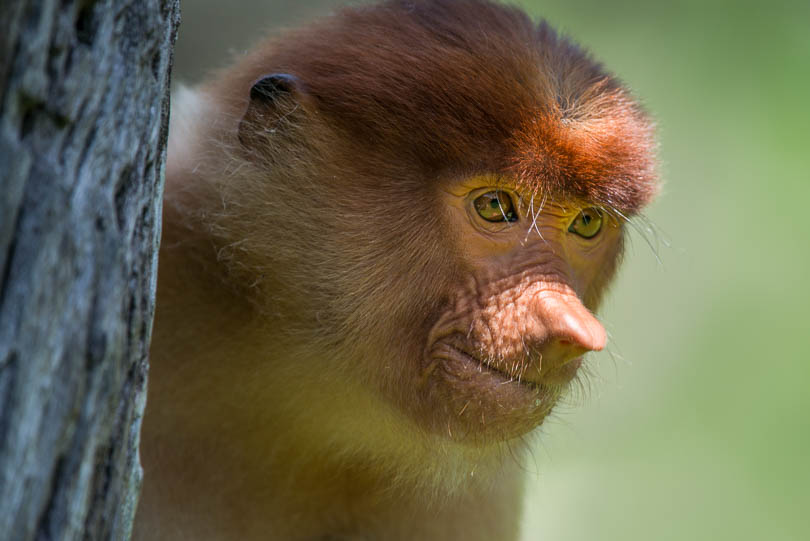 Nasenaffe in Borneo, Malaysia, Nasalis larvatus, Portrait