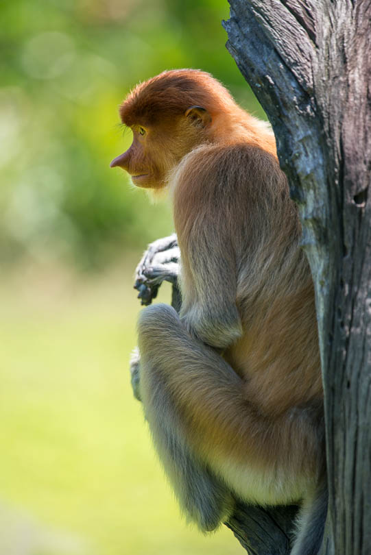 Nasenaffe in Borneo, Malaysia