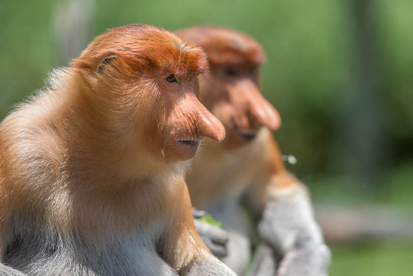 Nasenaffen in Borneo, Malaysia, Nasalis larvatus, Wildlife