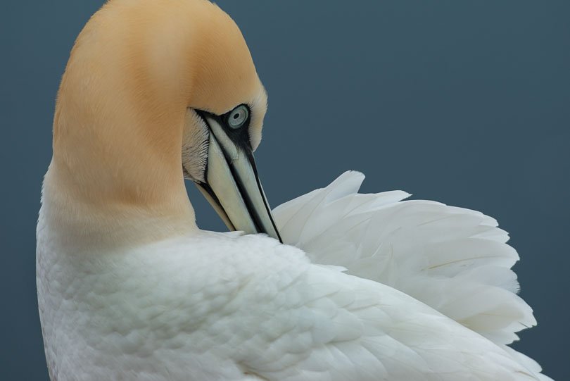 Helgoland, Basstölpel