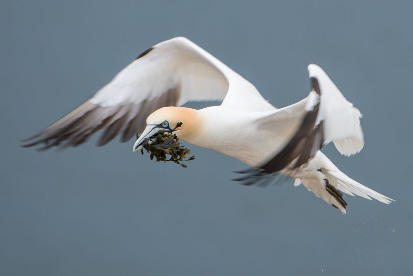 Helgoland, Basstölpel