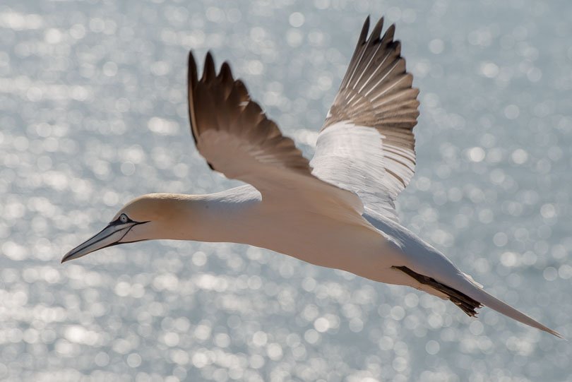 Helgoland, Basstölpel