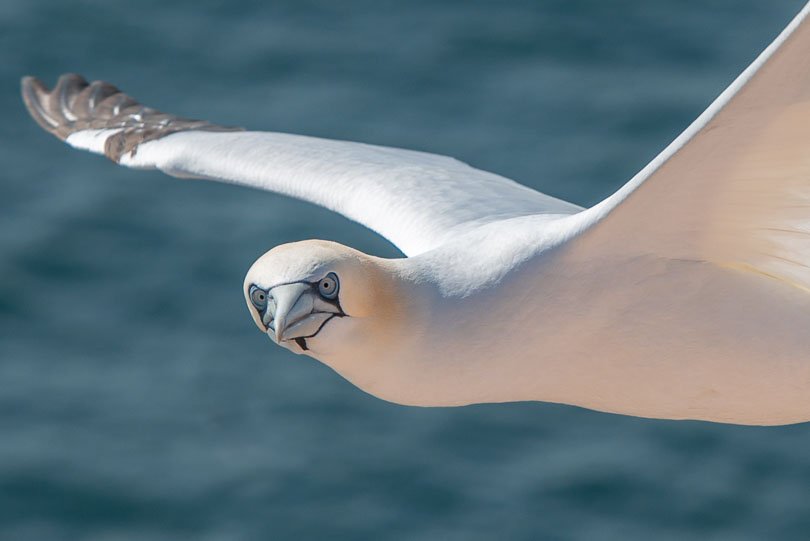 Helgoland, Basstölpel im Flug, Meer, Nordsee