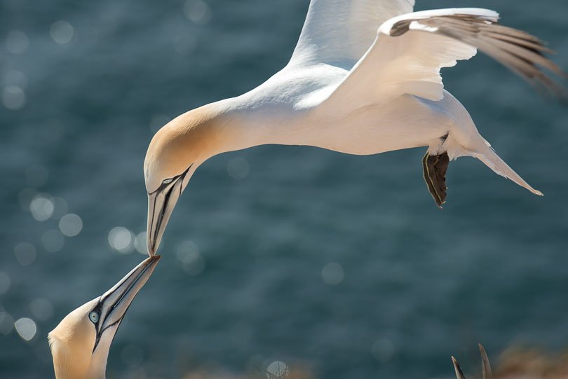 Helgoland, Basstölpel