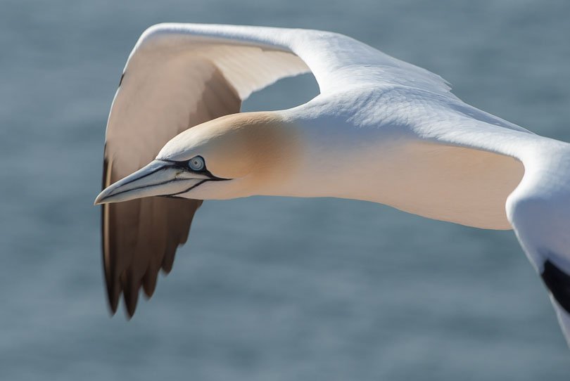 Helgoland, Basstölpel