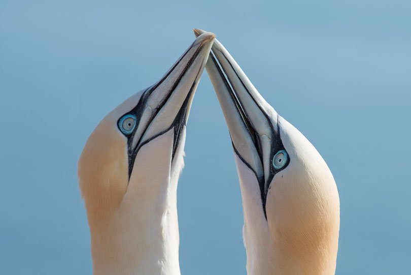 Helgoland, Basstölpel