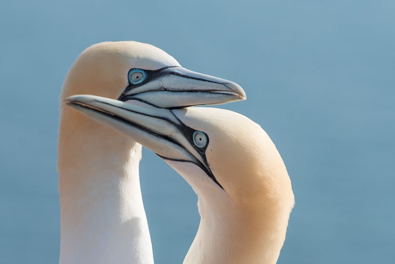 Helgoland, Basstölpel