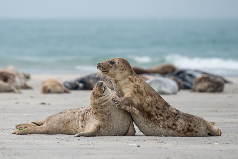 Helgoland | Kegelrobben