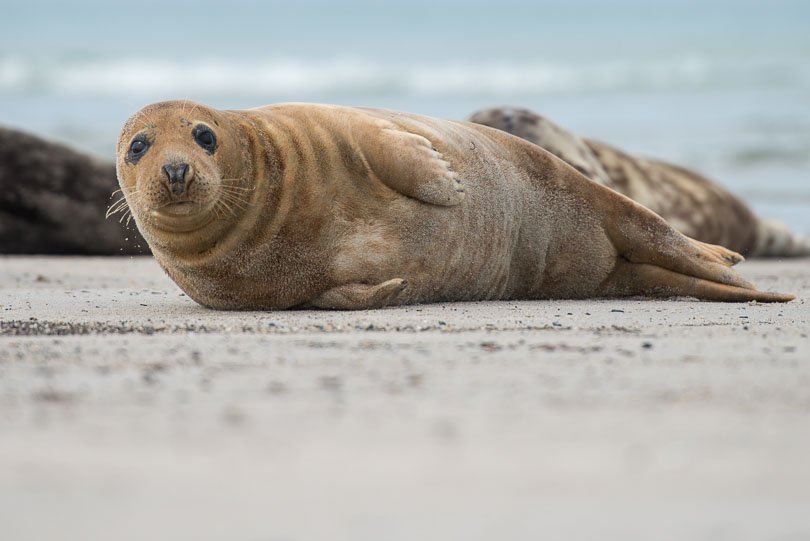 Helgoland | Kegelrobbe