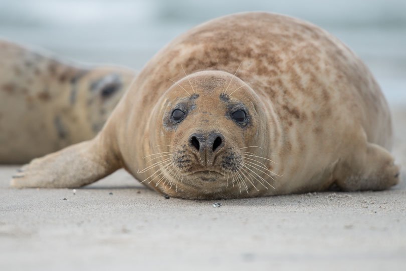 Helgoland | Kegelrobbe