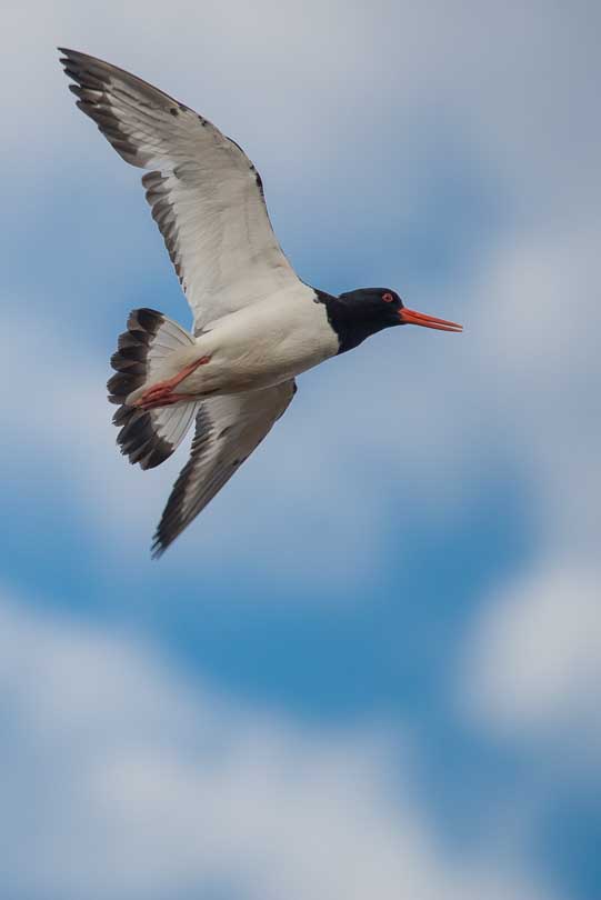 Island, Austernfischer, Tierwelt, Wildlife