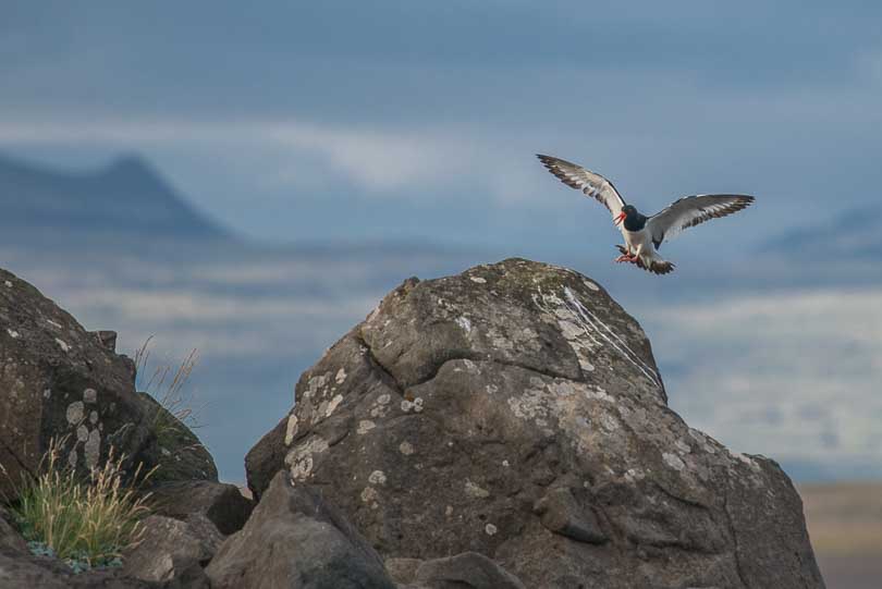 Island, Austernfischer, Tierwelt