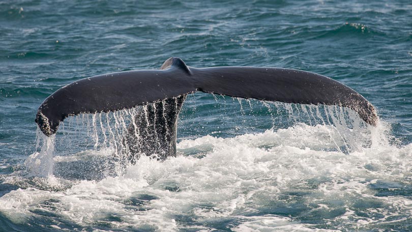 Island, Fjord, Fluke vom Buckelwal, Iceland, Humpback Whale 