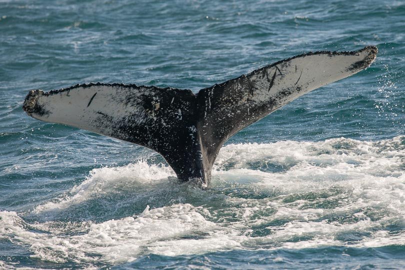 Island, Fjord, Fluke vom Buckelwal, Iceland, Humpback Whale 