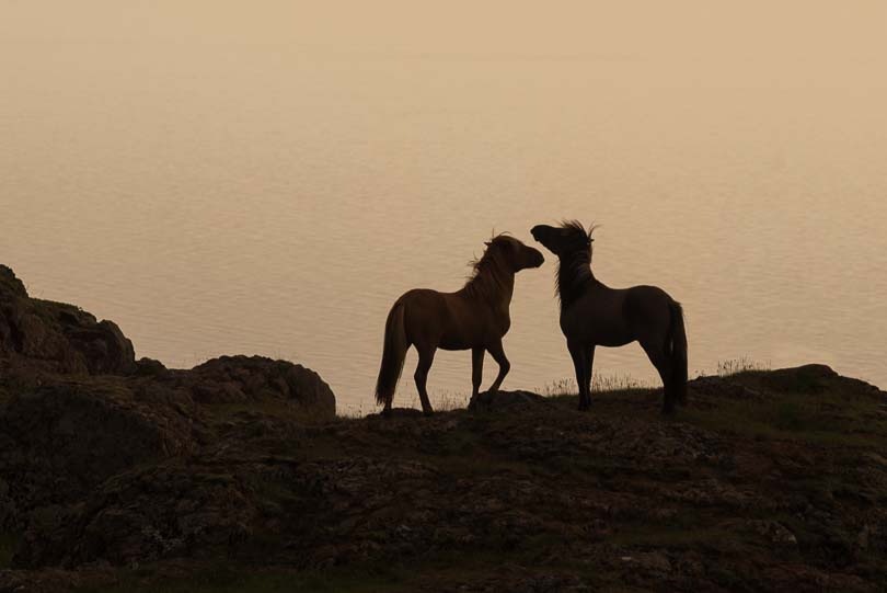 Islandpferde im Abendlicht