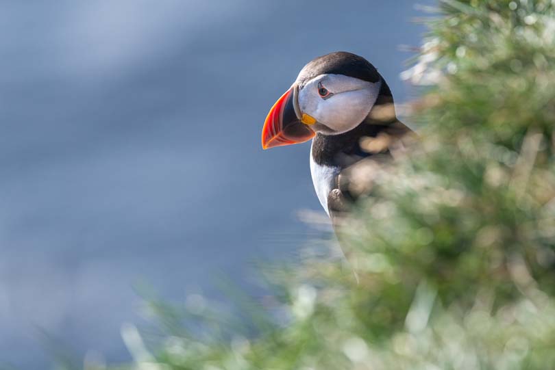 Island, Latrabjarg, Puffin, Papageientaucher