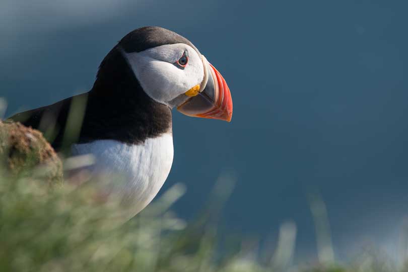 Island, Latrabjarg, Pagageitaucher, Puffin, Lundi