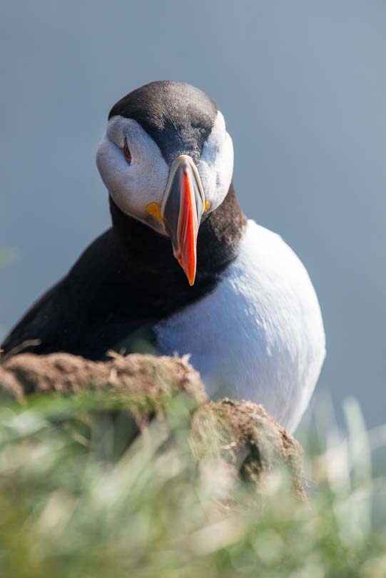 Island, Papageitaucher, Puffin, Iceland, Latrabjarg, Westfjorde