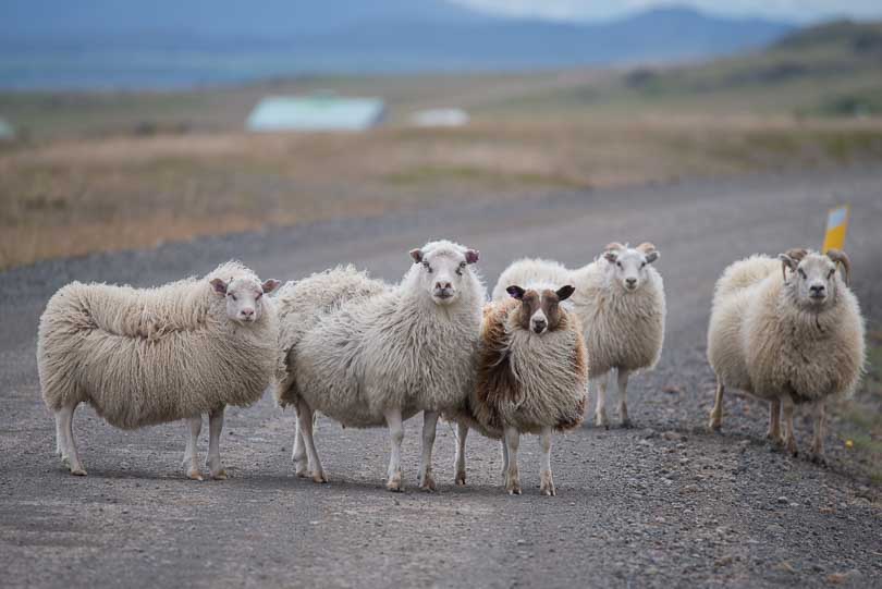 Island, Schafe, Tierwelt