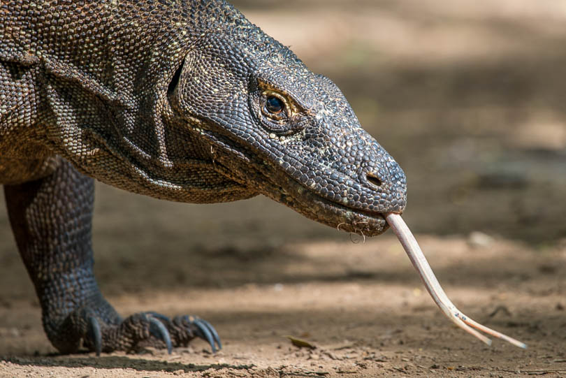 Komodowaran, Komodo Dragon, Komodo-Nationalpark, Indonesien