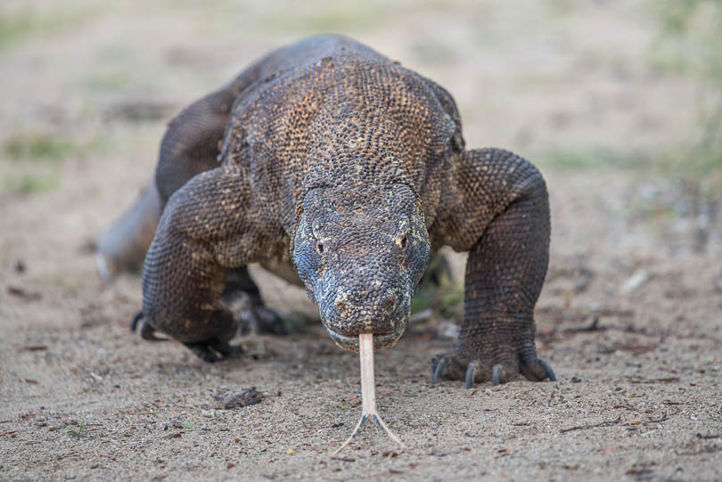 Komodowaran, Komodo Dragon, Komodo-Nationalpark, Indonesien