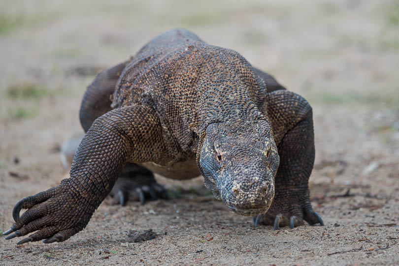 Komodowaran, Komodo Dragon, Komodo-Nationalpark, Indonesien