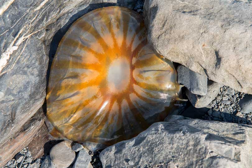 Qualle am Pazifikufer, Alaska, USA, Seward