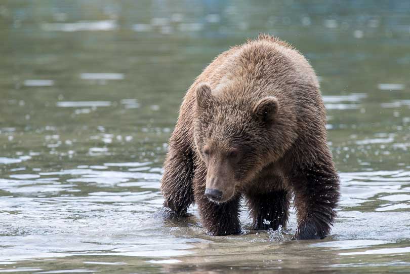 Junger Grizzly beim Lachse fangen, Alaska, USA