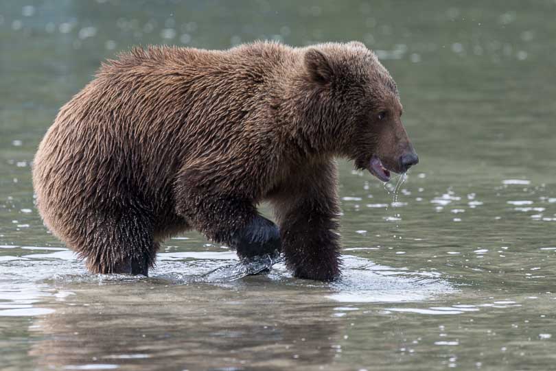 Junger Grizzly beim Lachse fangen, Alaska