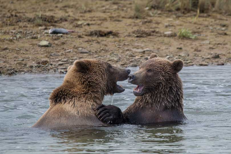 Junge Grizzlybären beim Toben, Alaska, USA