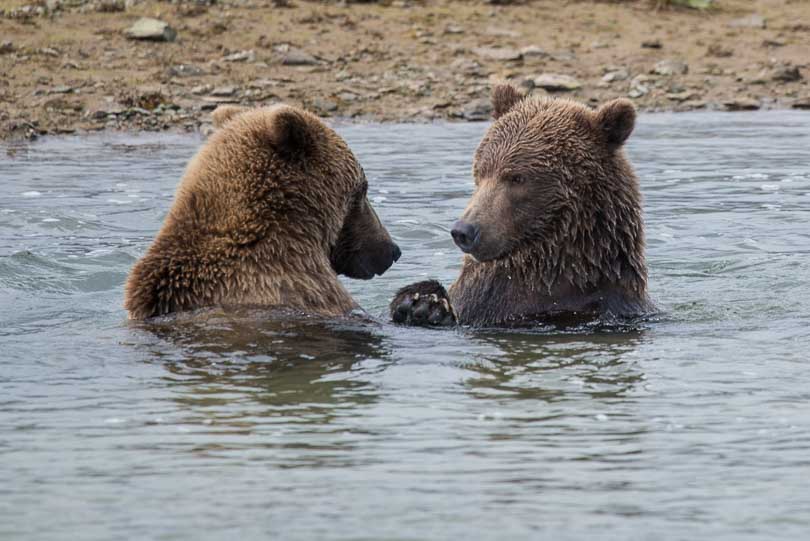 Junge Grizzlybären beim Toben, Alaska, USA