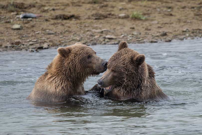 Junge Grizzlybären beim Toben, Alaska, USA