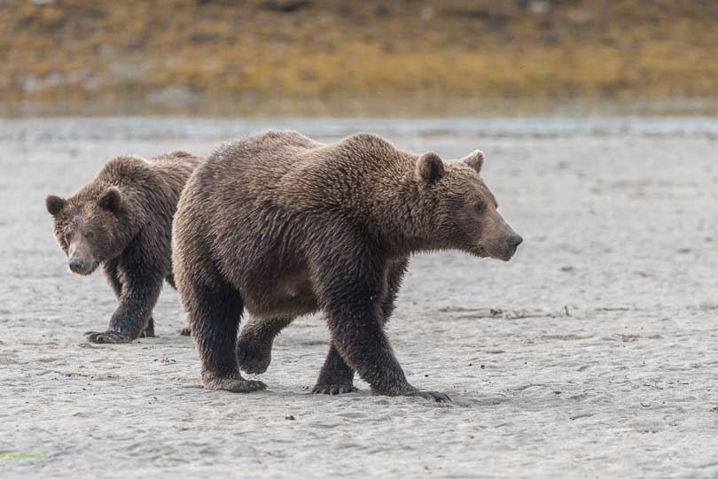Grizzlybären: Mutter mit Jungtier, Alaska, Nationalpark, USA