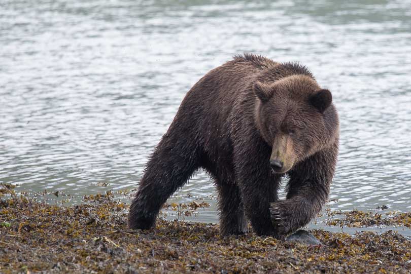 junger Grizzly, Flußufer, Katmai Nationalpark, Alaska, USA