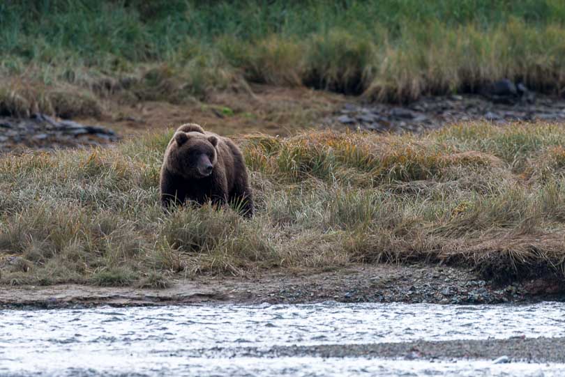 Grizzlybär am Flußufer, Nationalpark, USA, Alaska