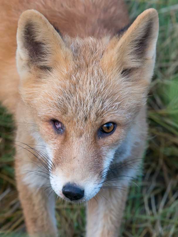 Alaska, USA, Fuchs, Wildlife