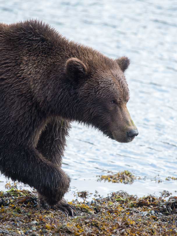 junger Grizzly, Flußufer, Katmai Nationalpark, Alaska, USA, Wildlife