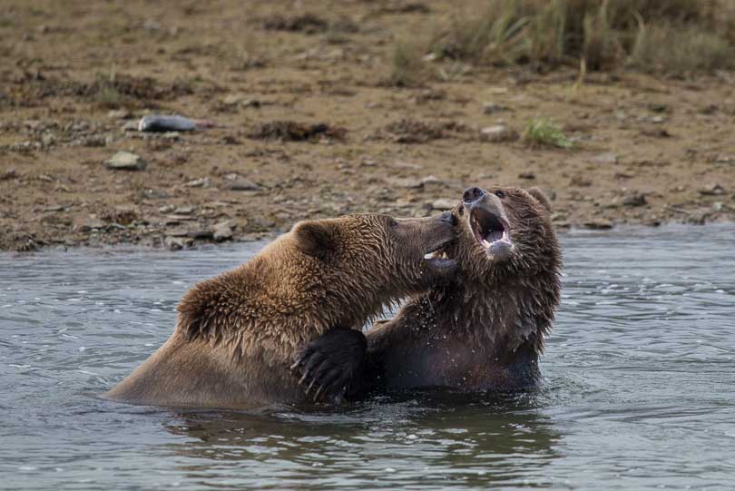 Junge Grizzlybären messen im Fluss ihre Kräfte, Grizzly, Katmai Nationalpark