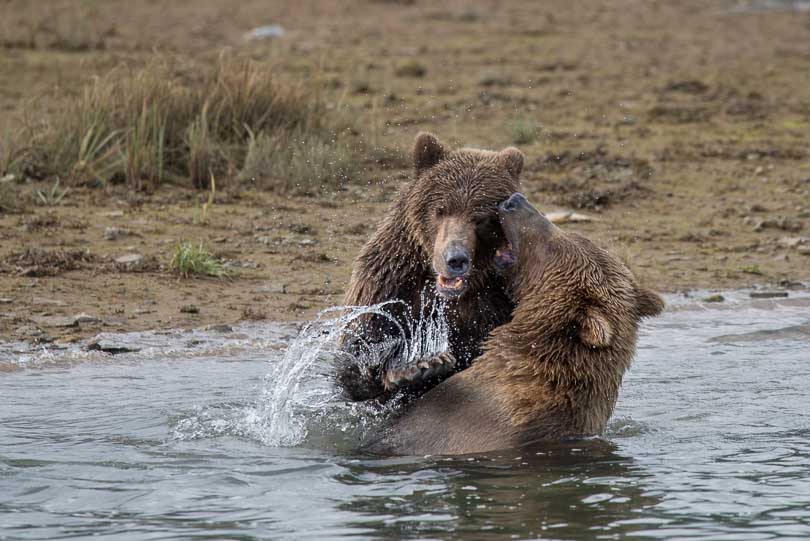 Junge Grizzlybären messen im Fluss ihre Kräfte, Grizzly, Katmai Nationalpark