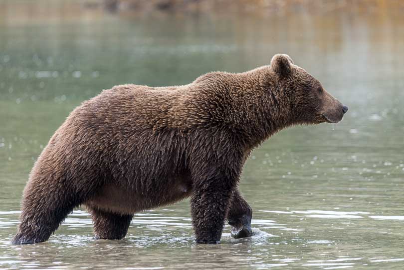 Alaska: Grizzlybär beim Lachsfang, Wildlife, Katmai Nationalpark